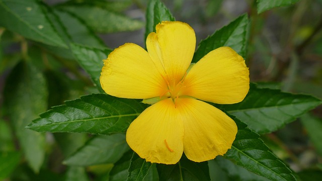 Nhận định về bóng đá Việt Nam MAX88 - Cơ hội cá cược không thể bỏ lỡ